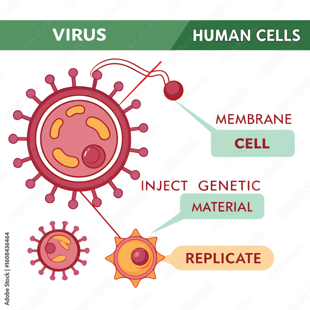 Fototapeta premium Infographic showing how a virus enters human cells