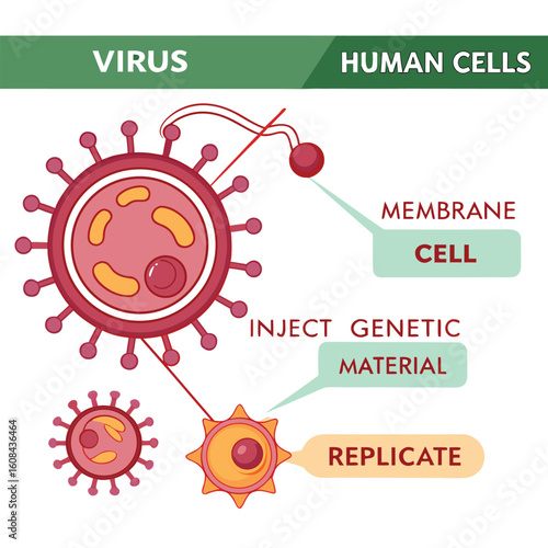 Infographic showing how a virus enters human cells