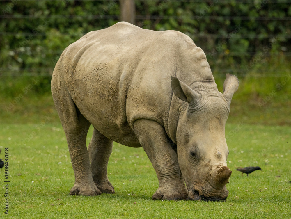 Obraz premium rhinocéros blanc