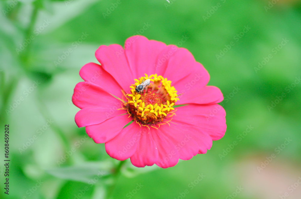 Obraz premium Zinnia violacea Cav, Z violacea or Plantae, Asteraceae or Magnoliopsida or Zinnia violacea or fuchsia flower and bee