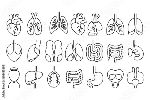 Human Internal Organs Line Icons Set. Heart, Lungs, Liver, Stomach, Intestines Vector Art


