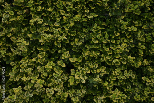 Dense foliage of variegated euonymus in summer garden