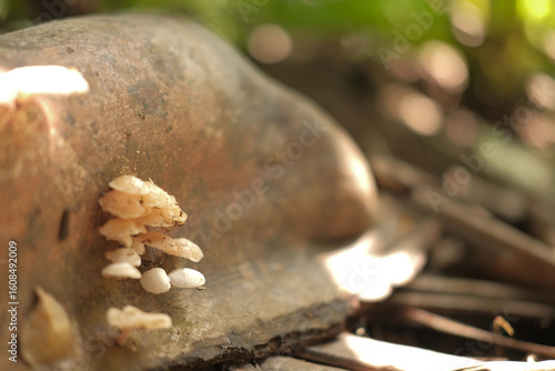 Bild auf Leinwand Miniature mushroom kingdom on a weathered roof