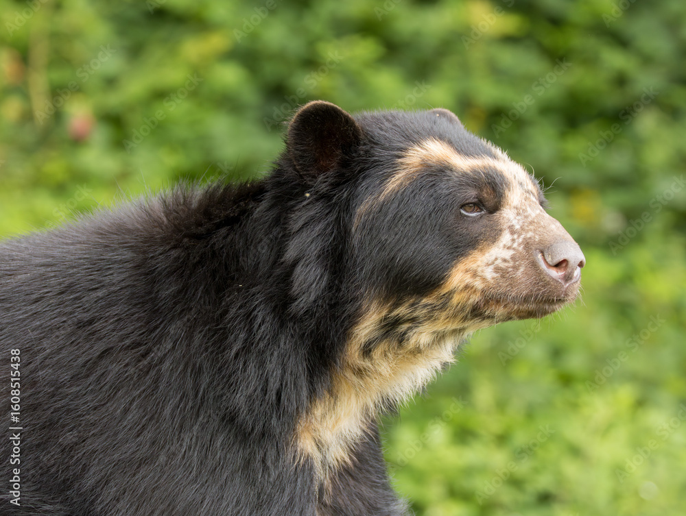 Obraz premium ours à lunettes