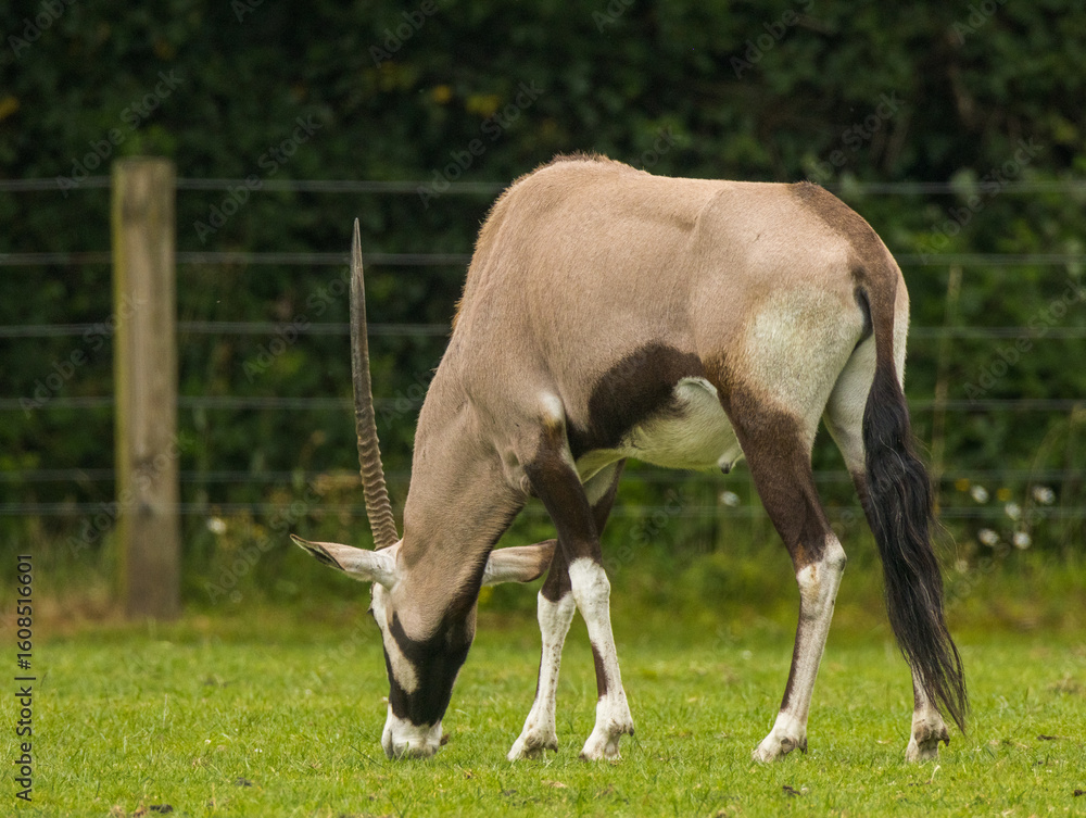 Obraz premium oryx algazelle