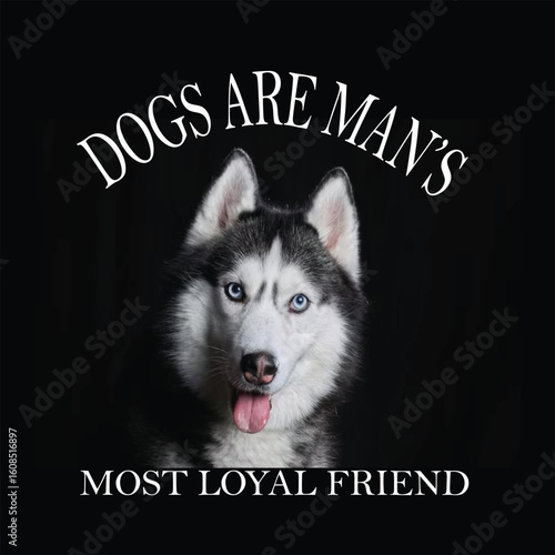 husky dog in a black box
