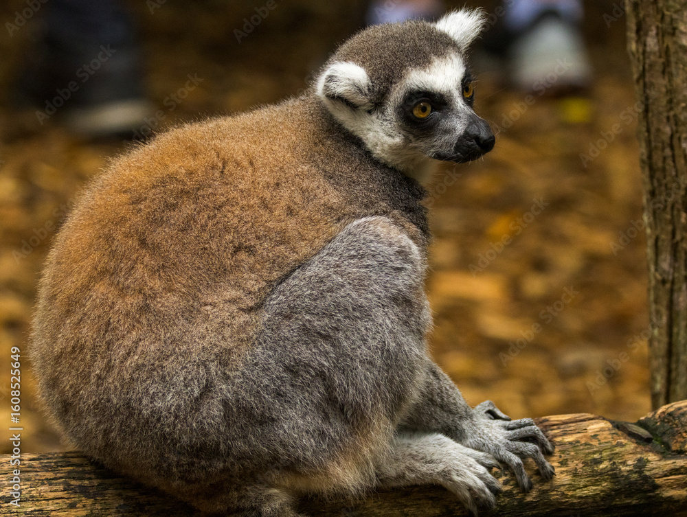 Fototapeta premium maki catta