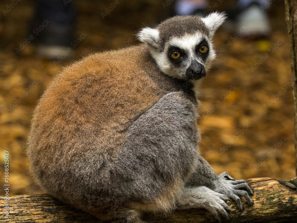 Obraz premium maki catta