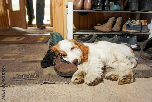 Schilderij op canvas A shaggy puppy of the spaniel breed lies in the hallway next to the shoes, waiting for the owner