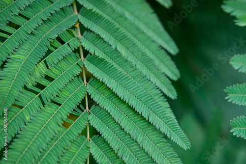 Fototapeta Fern fronds reach green leaves cascade