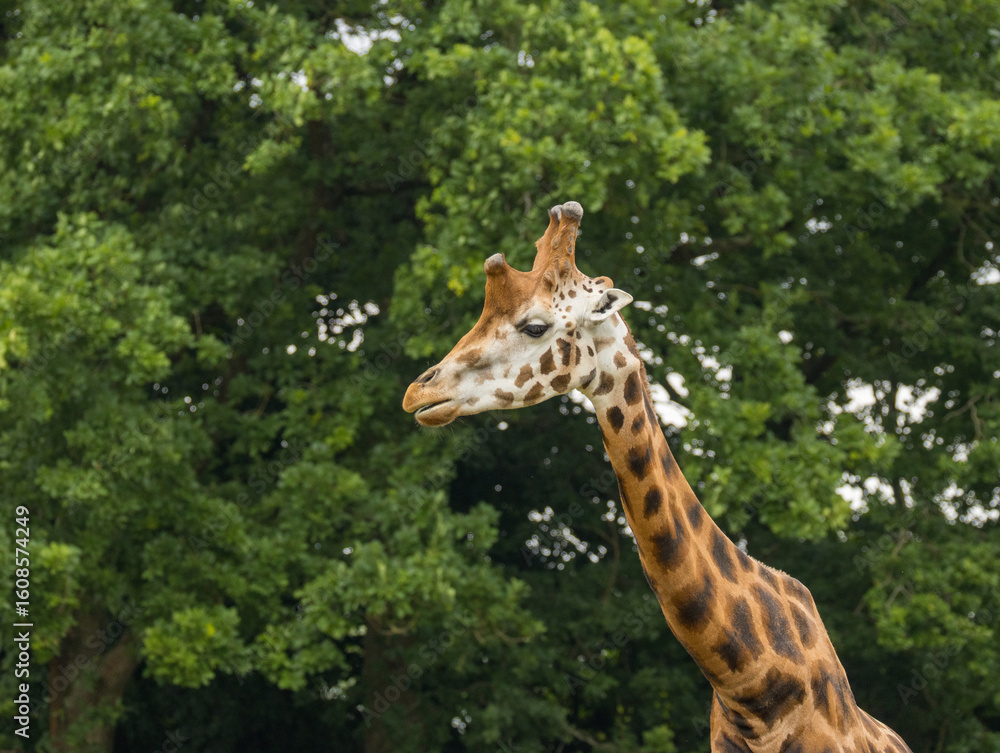 Obraz premium girafe