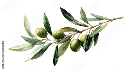 Watercolor olive branch illustration with green olives and leaves, isolated on a transparent background. Ideal for Mediterranean food, botanical decor, and packaging design.