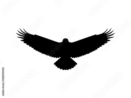 Front view flying eagle silhouette vector flat illustration design.