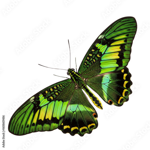 Vibrant green butterfly with intricate wing patterns