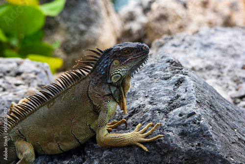 Fotografi Close-up of the head of an iguana