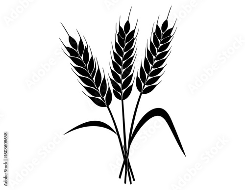 Bundle of black wheat stalks on white background. Great for food packaging, farm products, botanical designs, or natural themed projects.