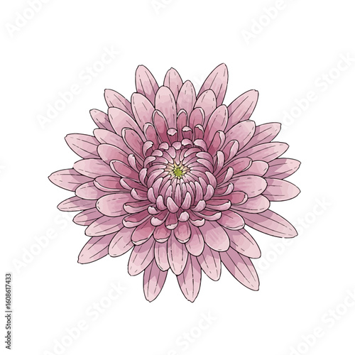 Pink Chrysanthemum Flower Illustration. Isolated Autumnal Blossom for Fall Decor & Equinox Design Elements. Vibrant Floral Art.