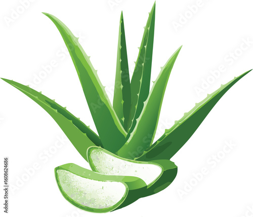 realistic aloe vera vector  plant skincare cosmetic