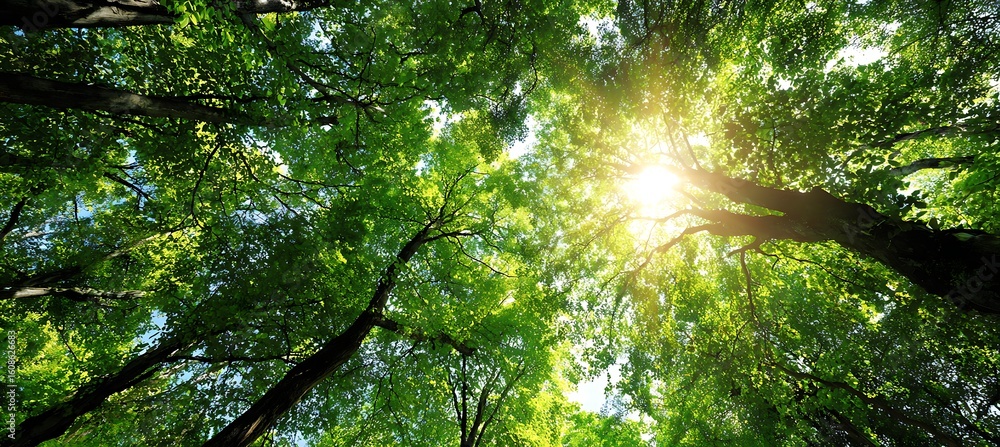 Obraz premium Sunlit green trees glowing intensely under harsh summer sunlight and dry heat waves