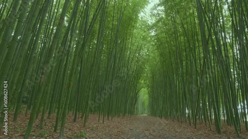 竹林の散歩道（岐阜県可児市　かぐや姫の散歩道）