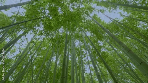 竹林の散歩道（岐阜県可児市　かぐや姫の散歩道）