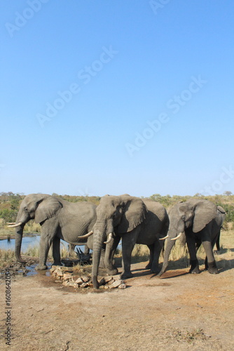 Photography elephants in the wild