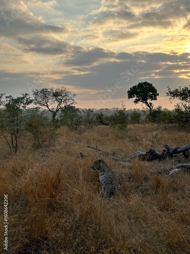safari landscape acacia tree