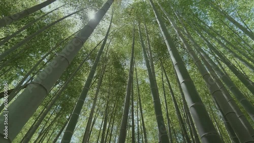 竹林の散歩道（愛知県知多市・ちたの竹林）