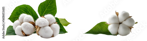 Close-up of a cotton boll with green leaf isolated on a transparent background