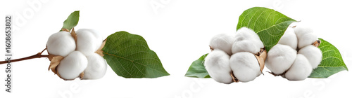 Close-up of a cotton boll with green leaf isolated on a transparent background