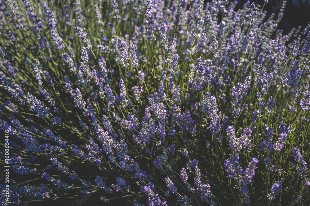 Naklejka premium Close-up of a blooming lavender field under a clear blue sky. Tall purple flowers sway gently in the summer breeze, creating a calming and aromatic atmosphere