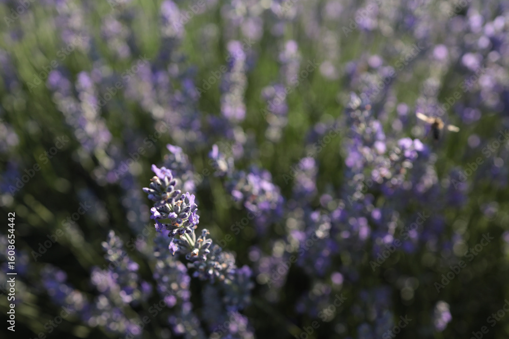 Obraz premium Blooming lavender rows in a sunlit field, creating a dreamy purple wave under a soft blue sky. The calm, diagonal perspective enhances the natural beauty and peaceful atmosphere