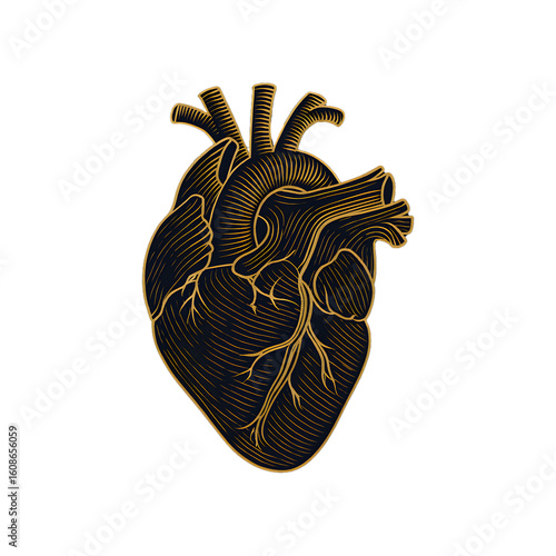 Anatomical Heart Illustration in Gold Line Art