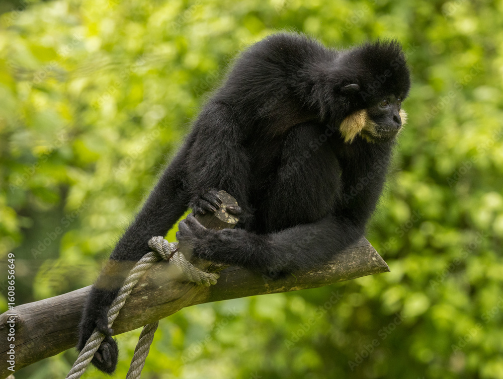 Obraz premium Gibbon à favoris roux