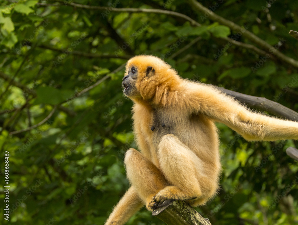 Fototapeta premium Gibbon à favoris roux