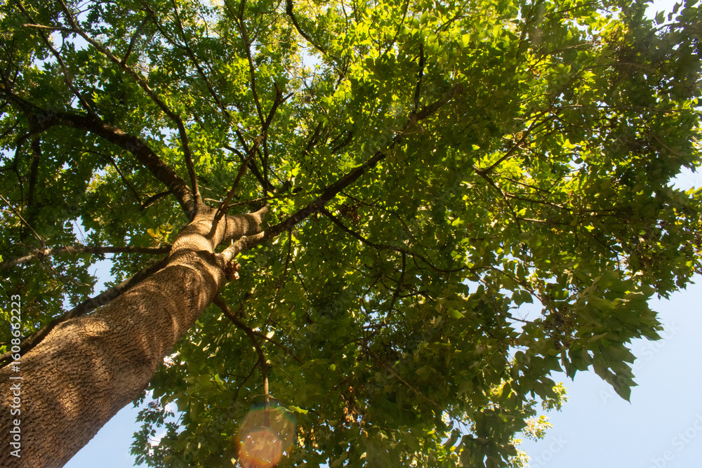Fototapeta premium green tree from below
