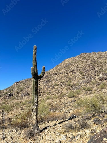 cactus in the desert