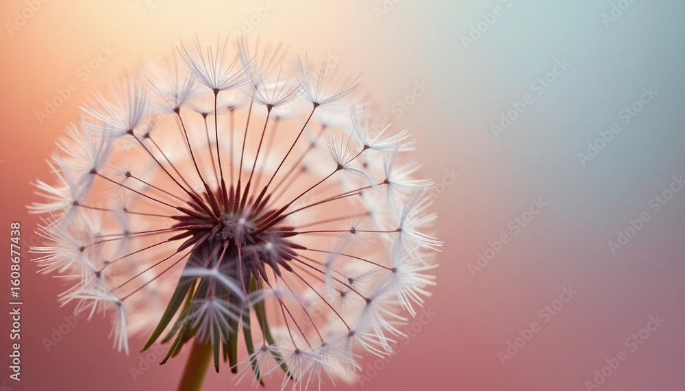 Obraz premium Gentle Dandelions at Sunset Glow