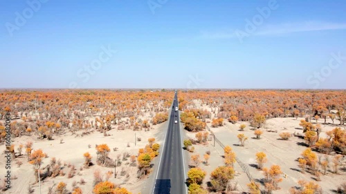 Drone view of asphalt road passing through golden populus euphratica forest in Gobi desert on sunny autumn day in Taklamakan Desert, Xinjiang, China, 4k real time high angle view, travel concept.