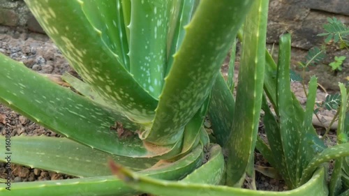 This close-up showcases a vibrant aloe vera plant with its characteristic thick, green leaves, captured in natural light, suggesting its medicinal and therapeutic properties.