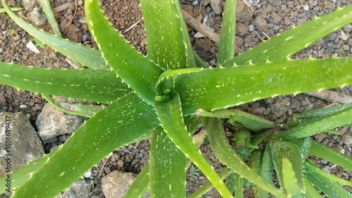 A high-angle shot captures a mature aloe vera plant with its spiky green leaves radiating outwards, set against a backdrop of soil and scattered small rocks.