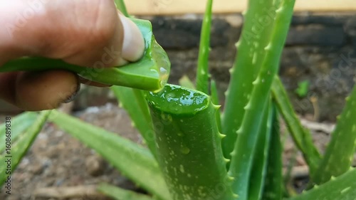 A hand exposes the translucent gel within a section of a freshly sliced aloe vera leaf. Mature aloe plants form a soft-focus background, emphasizing the natural source of the gel.