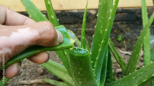 This close-up captures a hand presenting a severed aloe vera leaf, its gel visible, suggesting the harvesting of the plant for its well-known therapeutic properties.