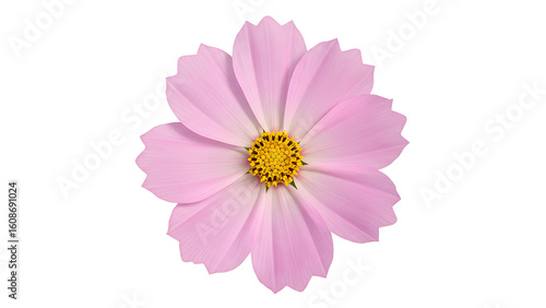 light pink cosmos flower with a yellow center, isolated on transparent background for minimalist floral designs, generative with ai