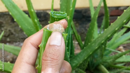 A close-up shot shows a hand holding a freshly cut, vibrant green aloe vera leaf, revealing its clear gel inside. Several whole aloe vera plants are visible in the blurred background.