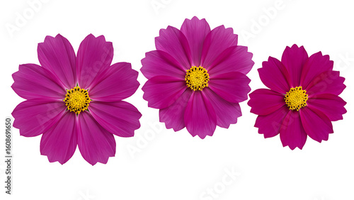 Three deep magenta cosmos flowers with yellow centers, isolated on transparent background for rich floral designs, autumn themes, and dramatic graphics.