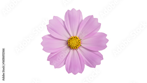 light purple cosmos flower with a yellow center, isolated on transparent background 