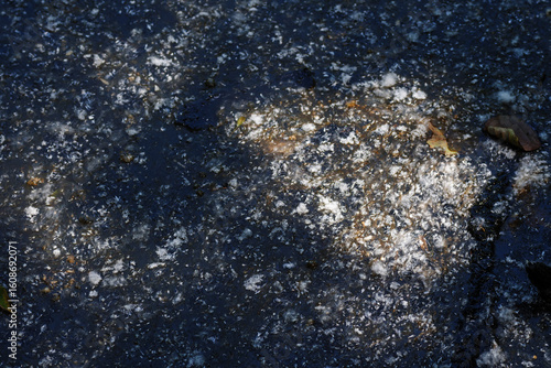 poplar fluff lies on the surface of the lake. Beautiful background.
