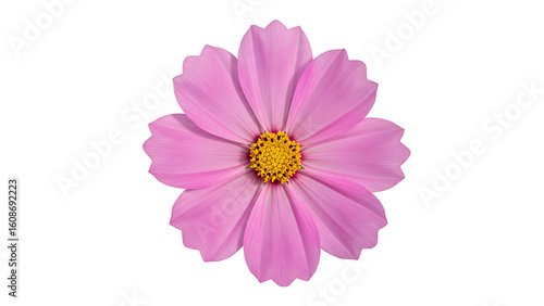 vibrant pink cosmos flower with a yellow center, isolated on transparent background for bold floral designs, summer themes, and eye-catching graphics