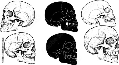 Anatomical skull illustration art featuring human bone structure for medical or educational use in graphic design